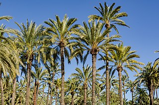 Elche Municipality in Valencian Community, Spain