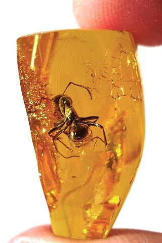 <span class="mw-page-title-main">Amber</span> Fossilized tree resin