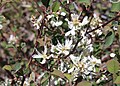 Utah serviceberry (A. utahensis) Cooney Lake