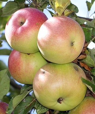 <span class="mw-page-title-main">McIntosh (apple)</span> National apple of Canada