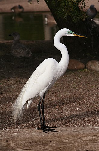 Большая белая цапля (Ardea alba) на озере Мерритт (США)