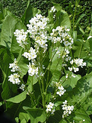 <span class="mw-page-title-main">Horseradish</span> Species of flowering plants in the cabbage family Brassicaceae