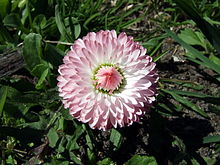 Bellis perennis11.jpg