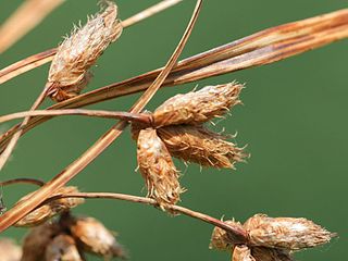 <i>Bolboschoenus</i> Genus of flowering plants in the sedge family Cyperaceae