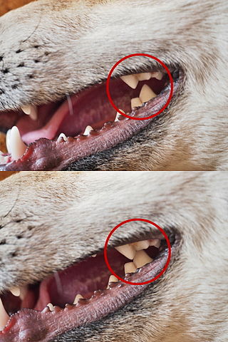 <span class="mw-page-title-main">Carnassial</span> Mammal tooth type