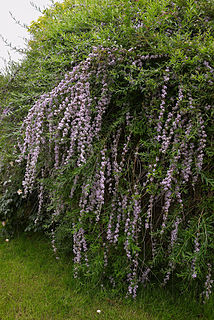 <i>Buddleja alternifolia</i> Species of plant