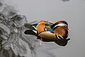 Mandarin duck - Photo taken in november 2017 inside Lazienki, Royal Residence Park in Warsaw (Poland) where they are kept in a state of freedom