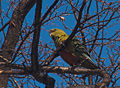 Austral Parakeet (Enicognathus Ferrugineus) seen near Laguna Onelli, Glaciers National Park, Santa Cruz, Argentina.