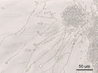 <i>Candida</i> (fungus) Genus of ascomycete fungi