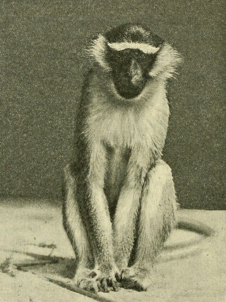 <span class="mw-page-title-main">Tantalus monkey</span> Species of Old World monkey