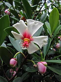 Flor de Clusia orthoneura.