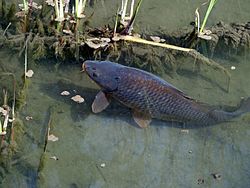 Karpa (Cyprinus carpio)