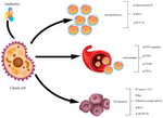 Thumbnail for File:Cytotoxic antibiotics.webp