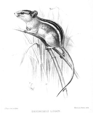 <span class="mw-page-title-main">Lovat's climbing mouse</span> Species of rodent