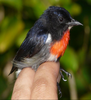 Male Wakatobi flowerpecker