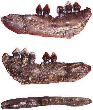 <i>Echinodon</i> Extinct genus of dinosaurs