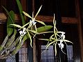 Kultivirana Epidendrum ciliare