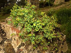 Euphorbia flavicoma