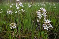 Tríblaðað bukkablað (Menyanthes trifoliata)