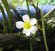 Ranunculus fluitans