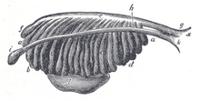 Enlarged view from the front of the left Wolffian body before the establishment of the distinction of sex.

a, b, c, d. Tubular structure of the Wolffian body.
e. mesonephric duct.
f. Its upper extremity.
g. Its termination in x, the urogenital sinus.
h. The duct of Muller.
i. Its upper, funnel-shaped extremity.
k. Its lower end, terminating in the urogenital sinus.
l. The genital gland. Gray1107.png