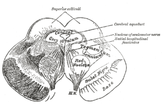 <span class="mw-page-title-main">Ventral tegmental area</span> Group of neurons on the floor of the midbrain