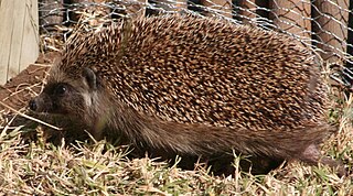 <span class="mw-page-title-main">Southern African hedgehog</span> Species of mammal