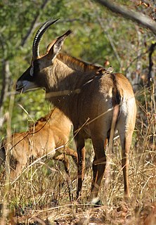 <span class="mw-page-title-main">Wildlife of Togo</span>