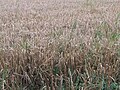 Two rows barley, ripe