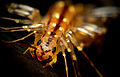 Image 16The head of Scutigera coleoptrata, showing antennae, compound eyes and mouthparts (from Myriapoda)