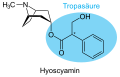 de: Struktur von Hyoscyamin, Tropasäureanteil hervorgehoben; en: Structure of hyoscyamine