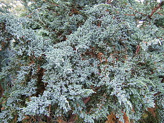 <i>Juniperus squamata</i> Species of Juniper