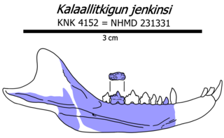 <i>Kalaallitkigun</i> Extinct genus of mammaliaforms