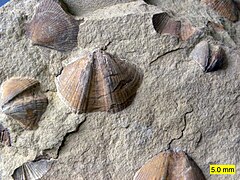 Bivalves (Aviculopecten) and brachiopods (Syringothyris) in the Logan Formation (lower Carboniferous) in Wooster, Ohio