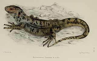 <i>Chioninia coctei</i> species of reptile