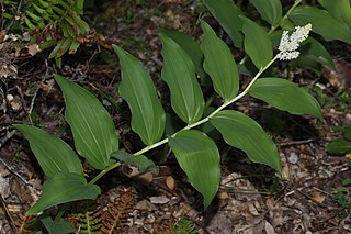 <i>Maianthemum racemosum</i> Species of flowering plant