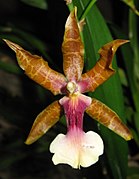 Miltonia clowesii