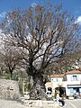 Gorbio elm, Alpes-Mariti-mes, planted 1713 (2010)