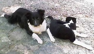 <span class="mw-page-title-main">Gaucho sheepdog</span> Dog breed