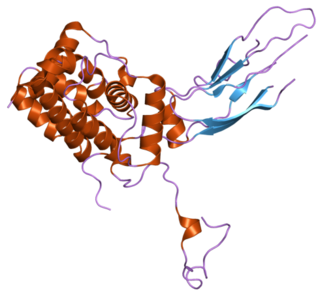 <span class="mw-page-title-main">OCRL</span> Protein-coding gene in the species Homo sapiens