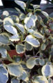 Variegated leaves closeup