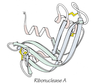 <span class="mw-page-title-main">Anfinsen's dogma</span> Molecular biology hypothesis