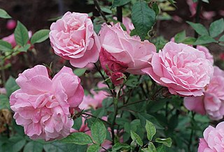 <i>Rosa</i> Old Blush Rose cultivar