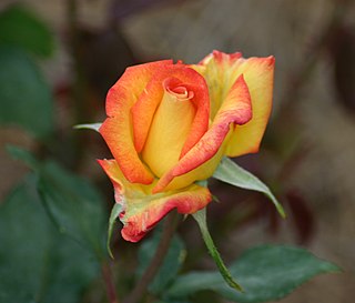 <i>Rosa</i> Red Gold Yellow and orange-red Floribunda rose cultivar