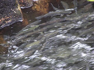 <span class="mw-page-title-main">Salmon conservation</span>