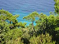 Trees, Thasos, Greece