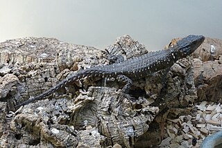 <span class="mw-page-title-main">Van Dam's girdled lizard</span> Species of lizard