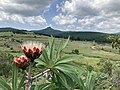 葉および花の付き方（P. pendula）