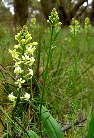 <i>Stackhousia</i> Genus of flowering plants