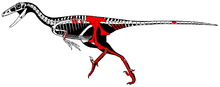 Skeletal restoration of the holotype by Scott Hartman, with known parts shown in red Talos.png